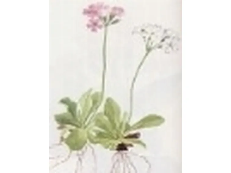 primula farinosa