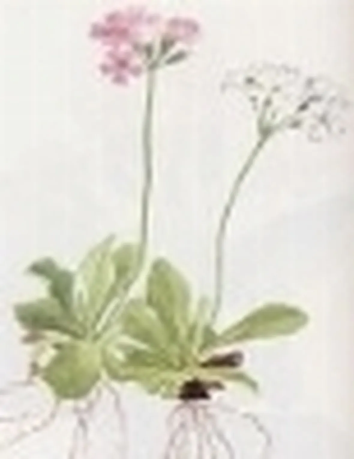primula farinosa