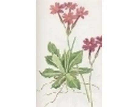 primula halleri