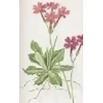 primula halleri