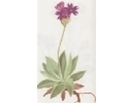 primula spectabilis