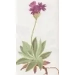primula spectabilis