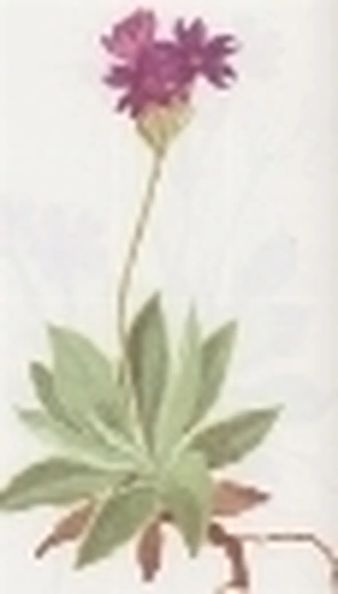 primula spectabilis