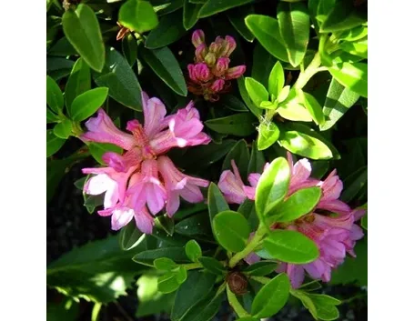 rhododendron ferrugineum