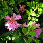 rhododendron ferrugineum