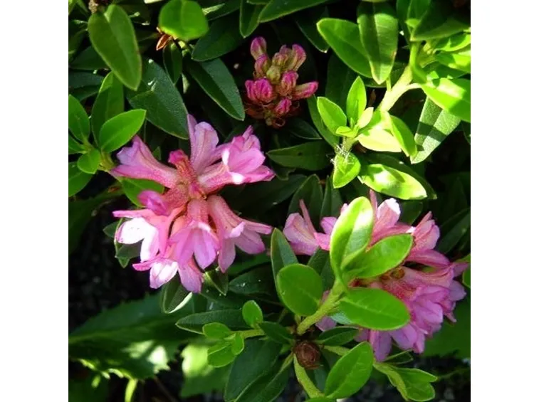 rhododendron ferrugineum