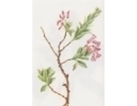rhododendron hirsutum