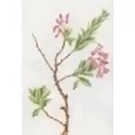 rhododendron hirsutum