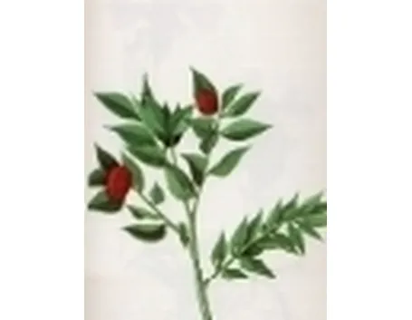 ruscus aculeatus