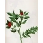 ruscus aculeatus