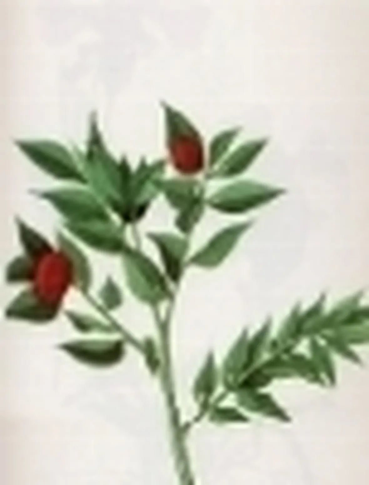 ruscus aculeatus