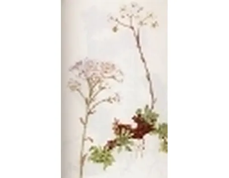 saxifraga aizoon