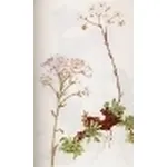saxifraga aizoon