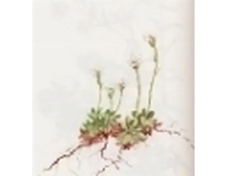 saxifraga androsacea