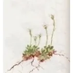 saxifraga androsacea