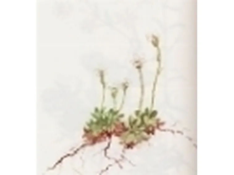 saxifraga androsacea