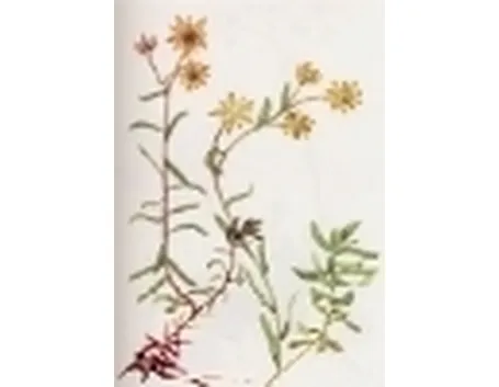 saxifraga autumnalis
