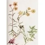 saxifraga autumnalis