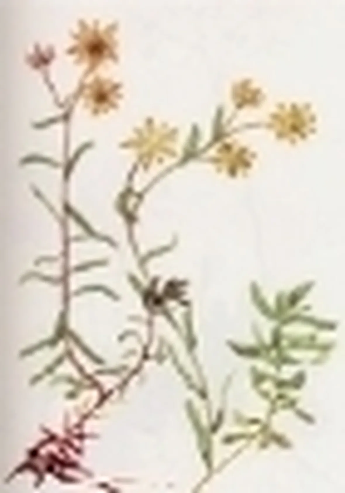 saxifraga autumnalis