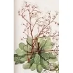 saxifraga cotyledon