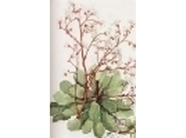 saxifraga cotyledon
