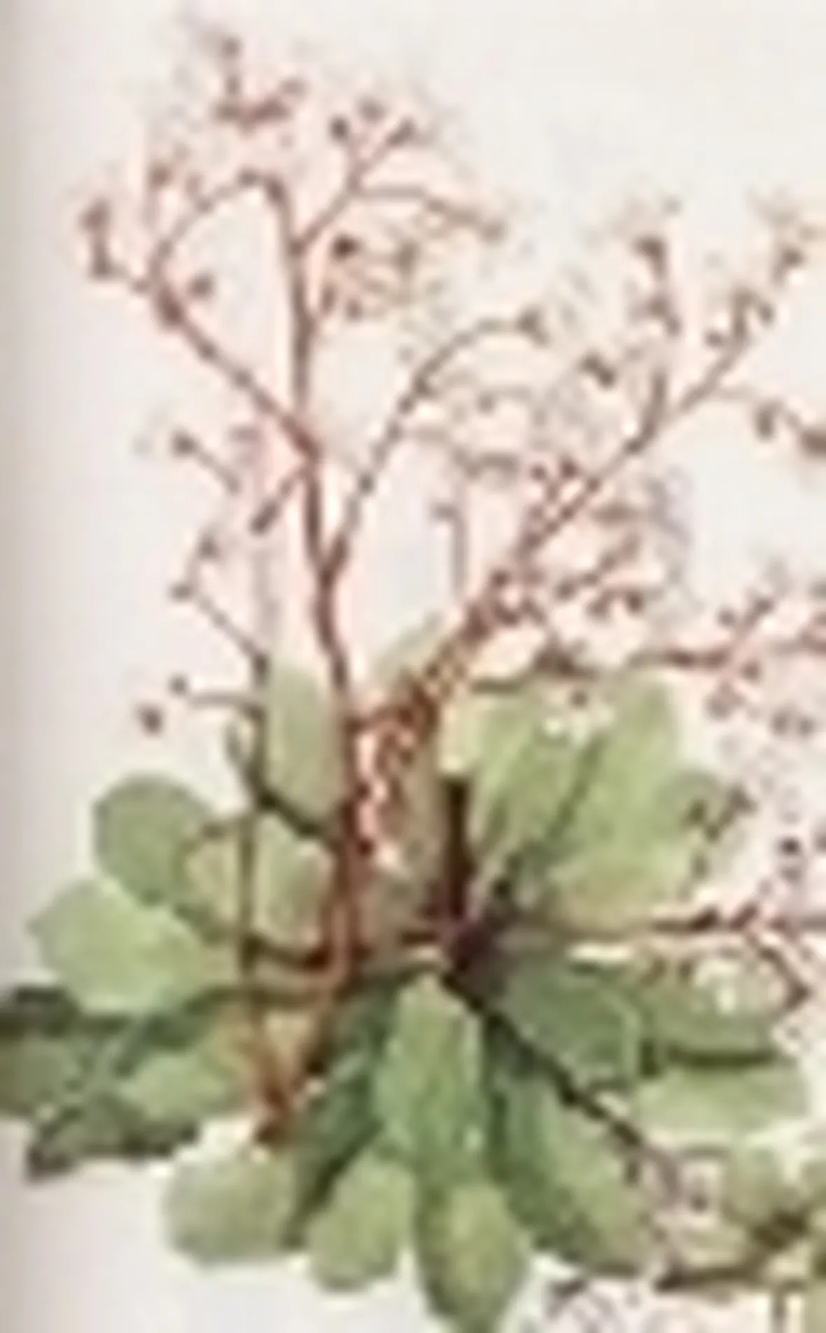 saxifraga cotyledon