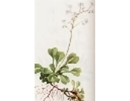 saxifraga cuneifolia