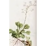 saxifraga cuneifolia