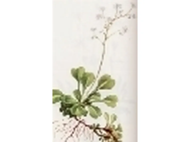 saxifraga cuneifolia