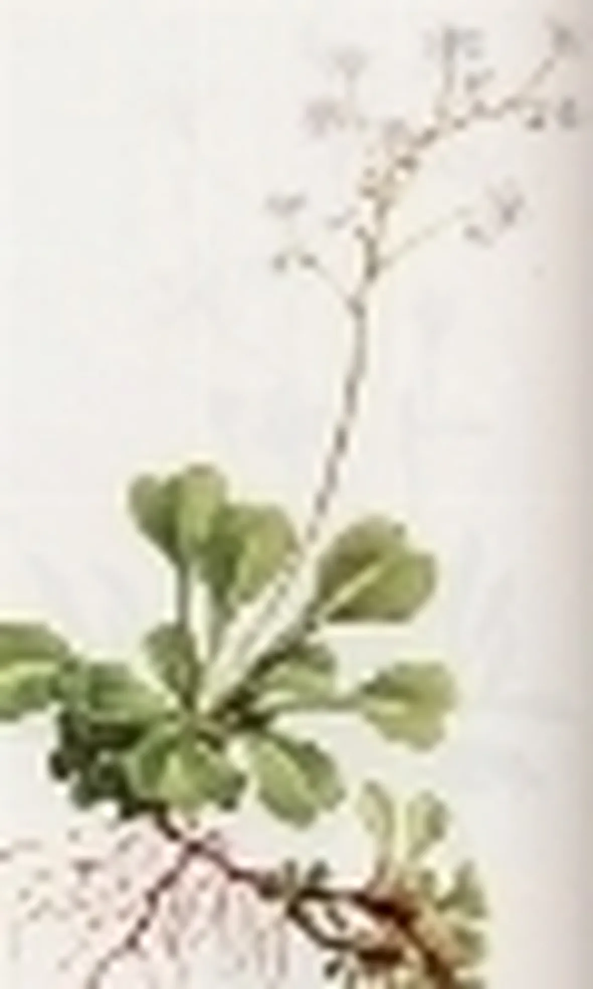 saxifraga cuneifolia