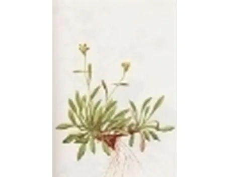 saxifraga muscoides