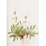 saxifraga muscoides