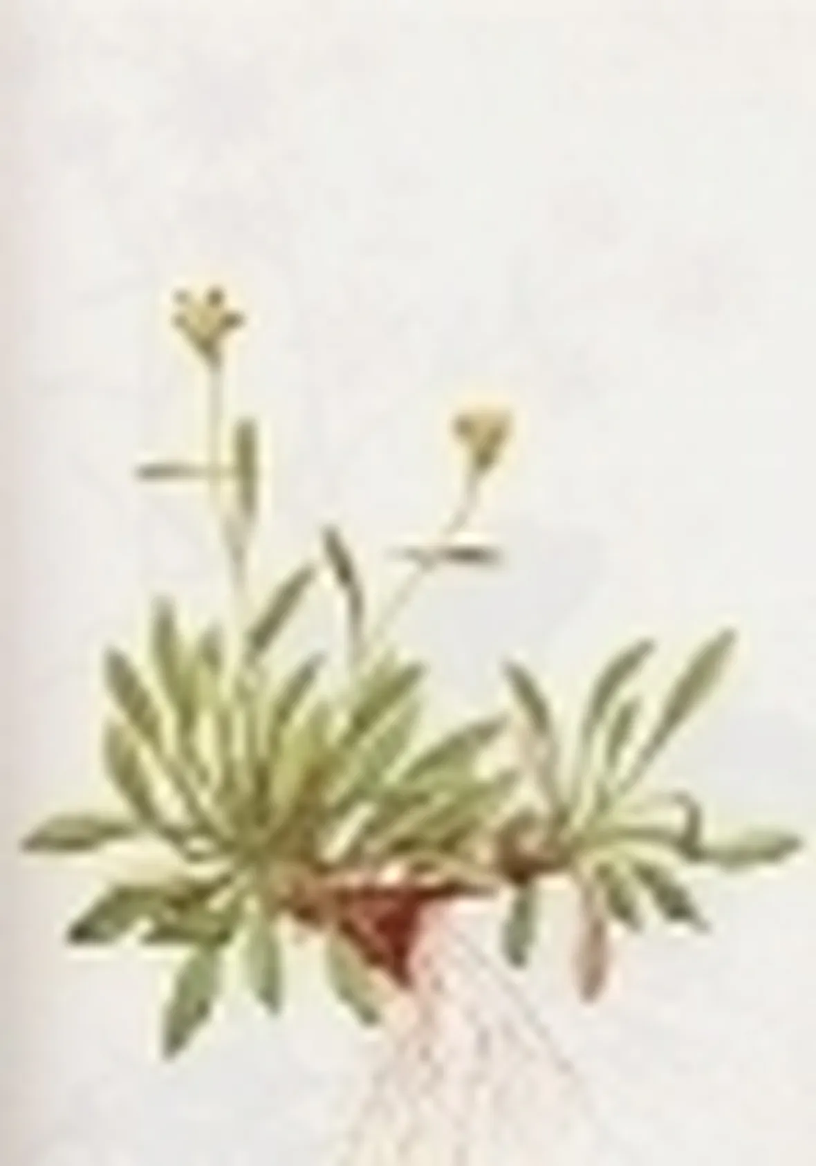 saxifraga muscoides