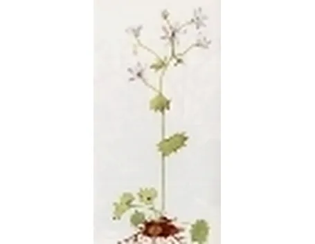 saxifraga rotundifolia