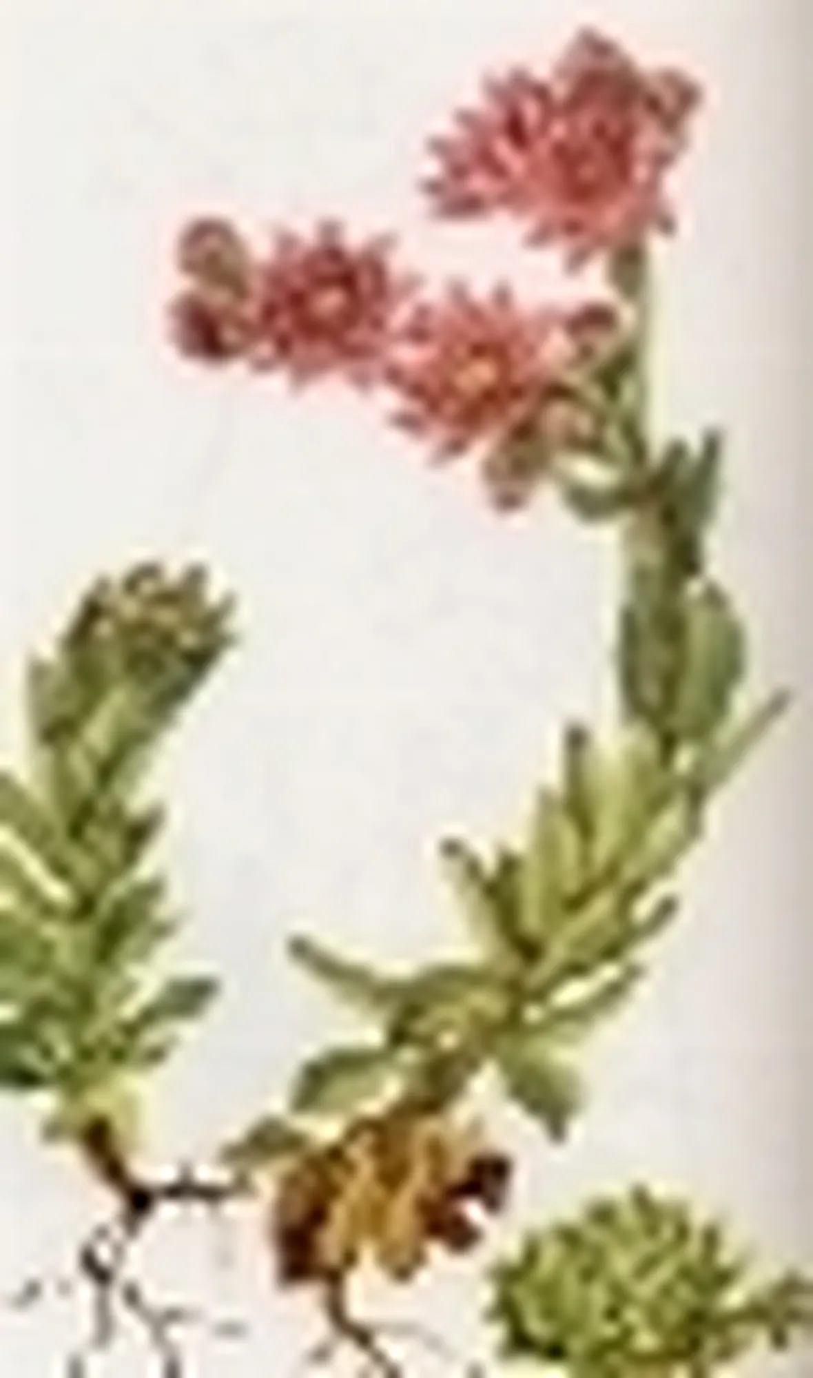 sempervivum arachnoideum