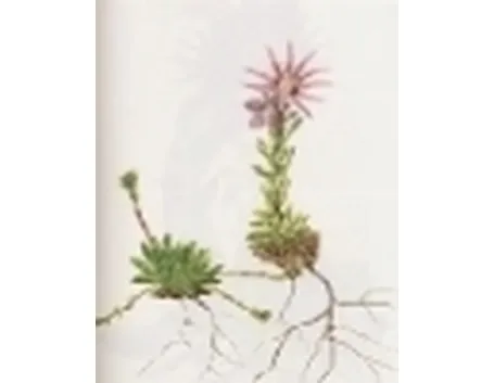 sempervivum montanum