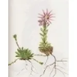 sempervivum montanum