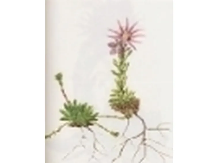 sempervivum montanum