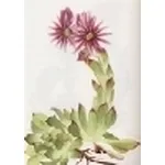 sempervivum tectorum