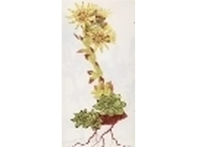 sempervivum wulfenii