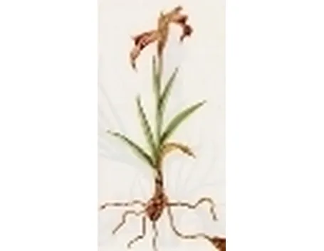 serapias ligula