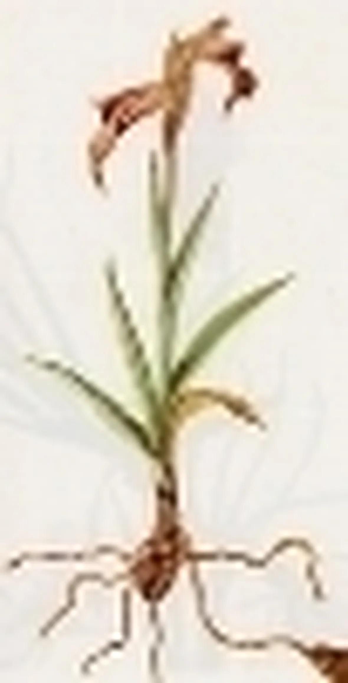 serapias ligula
