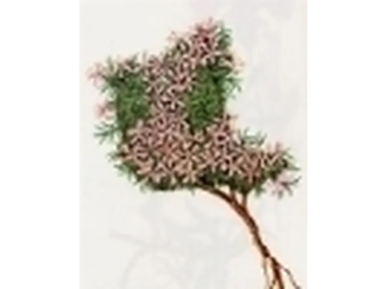 silene acaulis