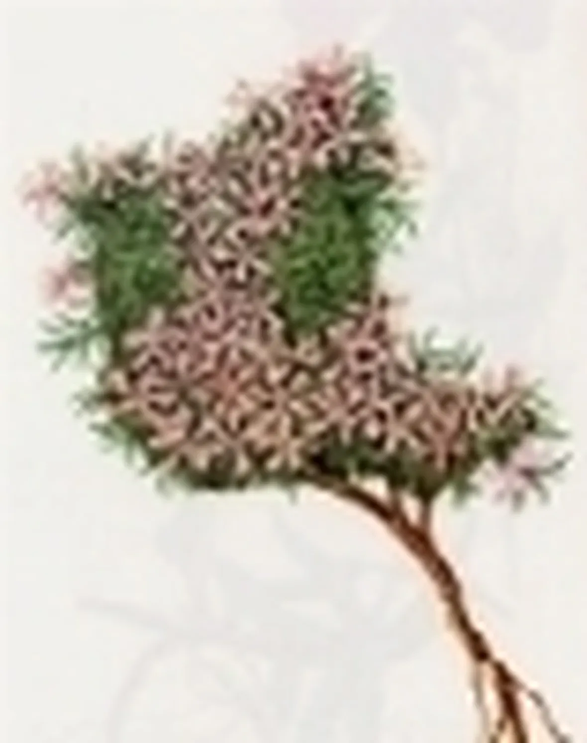 silene acaulis