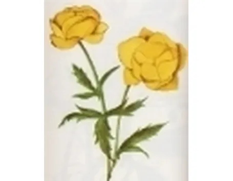 trollius europaeus