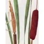 typha latifolia