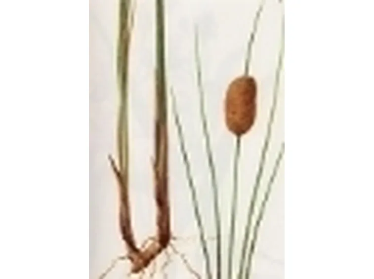 typha minima 