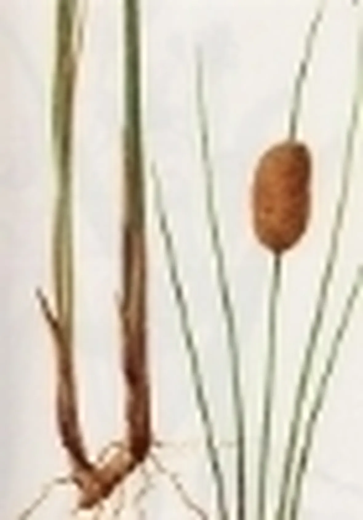typha minima 