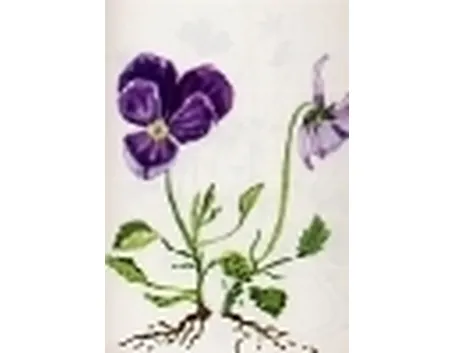 viola calcarata