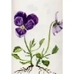 viola calcarata